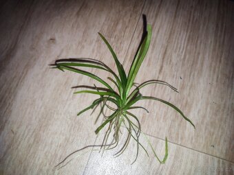 acorus gramineus - 3