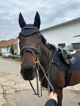 Klisna A1/1 - 3