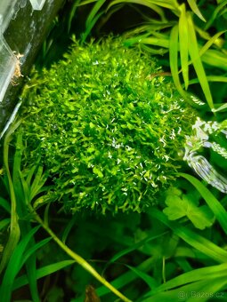 Prodám akvarijni rostliny Riccia - 3