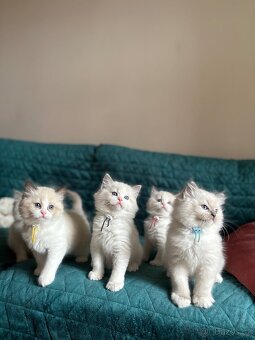 Ragdoll s PP / Ragdoll kotě s PP - 3