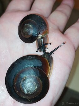 Pleurodonte excellens - 3