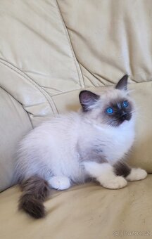 Ragdoll - 3