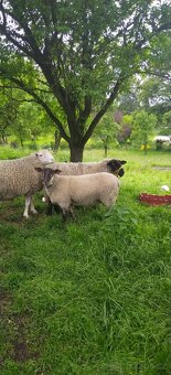 Beran berichon du cher X sufolk - 3