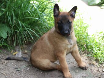 Belgický ovčák - Malinois - fenky s PP - 3