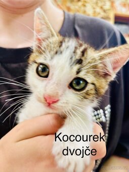 Koťata kočky evropské - 3