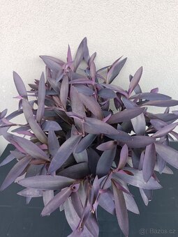 Trandescantia pallida - 3