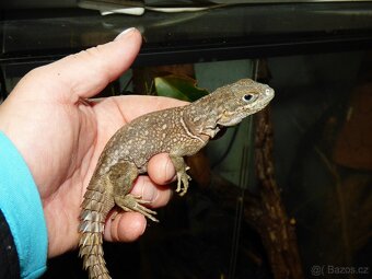 Leguán trnitý (Oplurus cyclurus) - 3