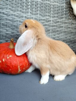 Zakrslý králíček - králík, beránek, kluk Julián - 3