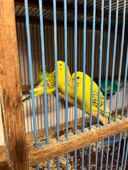 Prodám letošní andulky - 3