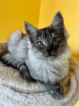 Mainská mývalí křížená koťátka - 3