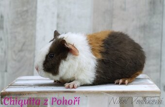 Morčátka US Teddy s PP - 3