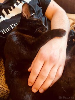 Kocourek Balerion hledá nový domov - 3