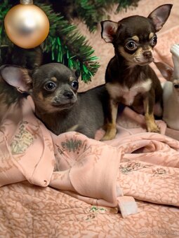 Čivava krátkosrstá s PP - 3