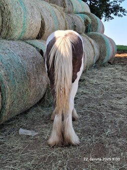 Kvalitní klisna - Irský cob - 3