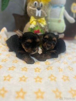 Jorkšírský teriér - 3