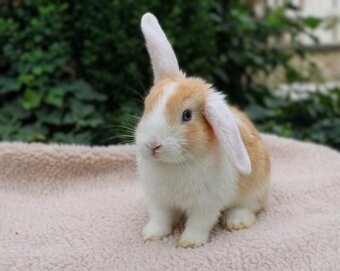 Zakrslý beránek – mláďata k odběru 🐰 - 3