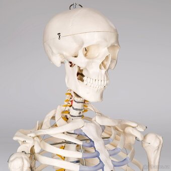 Anatomický model lidské kostry 180 cm - 3