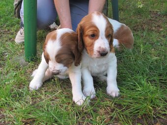 Welsh Springer Španiel - 3