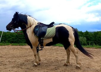 Pony kobylka - 3