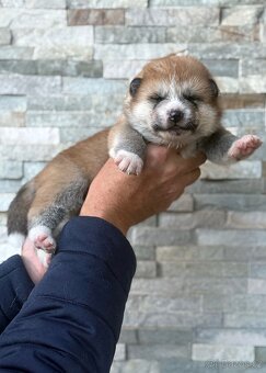 Japonská Akita Inu s PP - 3