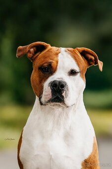 Nabízím krytí uchovněným psem s PP - 3