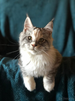 Mainská mývalí sPP - 3