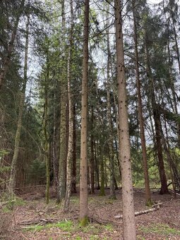 Prodám lesní pozemek v k.ú. Bednáreček - 3