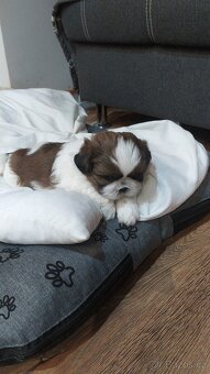 Prodám štěňátko Shih tzu - 3