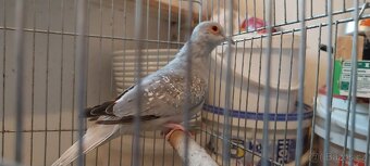 Holoubek diamantovy - 3