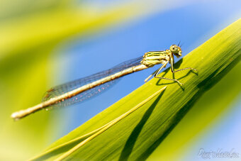 CANON EF 100mm f/2.8L IS USM - Perfektný stav - 3