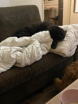 Pudl královský - 3