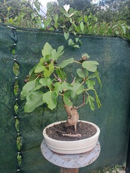 Bonsaj, bonsai Smokvoň - 3