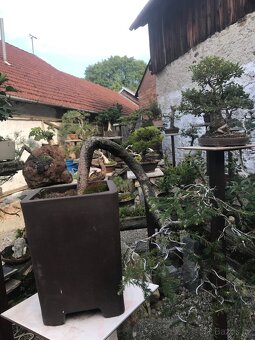 Bonsaj Bonsai - 3