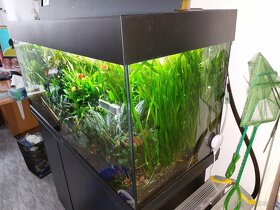NOVE 23.4.2025 Akvarijní rostlinky 100ks - 3