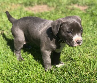 American bully - 3