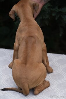 Rhodéský ridgeback s PP standartni fenka 💛💛💛 - 3