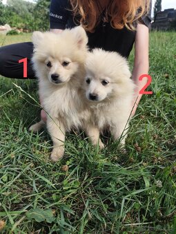 Špic pomeranian štěňátka - 3