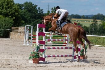 Chovná klisna s vynikajícím původem a sportovní výkonností - 3