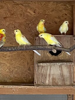 Papoušek zpěvavý - 3