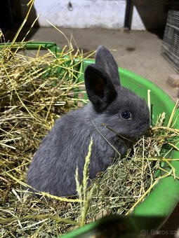 Zakrslý králíček - 3