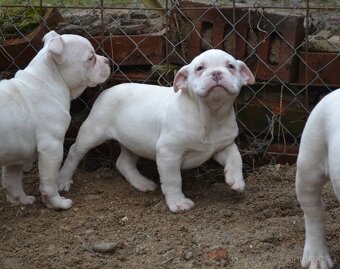 American bully pocket / standard - 3