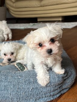 Maltezáček – krásná štěňátka k rezervaci - 3