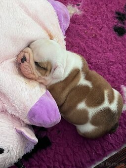 Anglický buldok s PP - 3