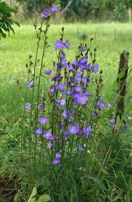 Zvonek broskvolistý - Campanula persicifolia 1000 semen 50 K - 3