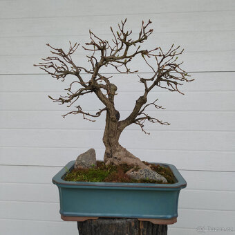 9-bonsaj-Javor polní, babyka (Acer campestre) - 3