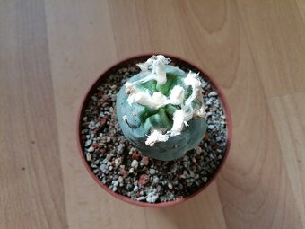 Kaktus Lophophora Diffusa - lofofora - ježunka - 3