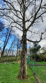 Ořech strom za odvoz - 3