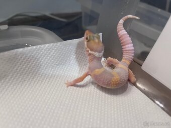 Samička gekončíka nočního - 3