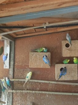 Prodám letošní andulky - 3