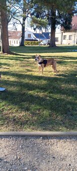 Stafordšírský teriér - 3